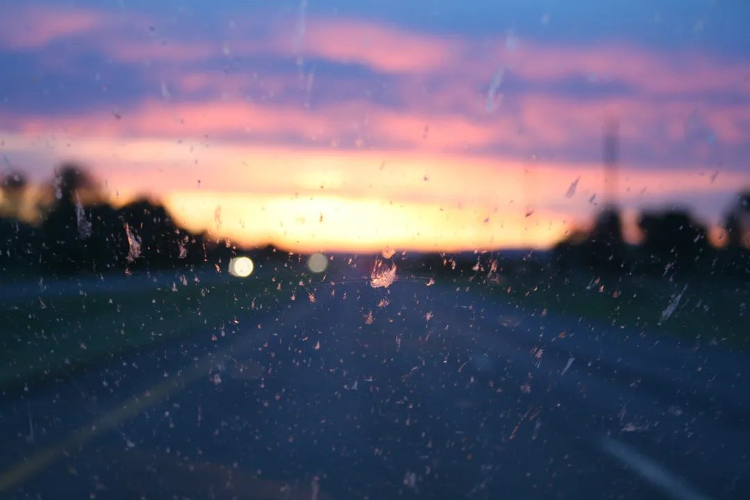 Windshield bugs