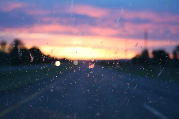 Windshield bugs