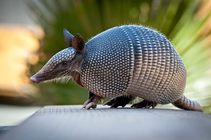 Armadillo!