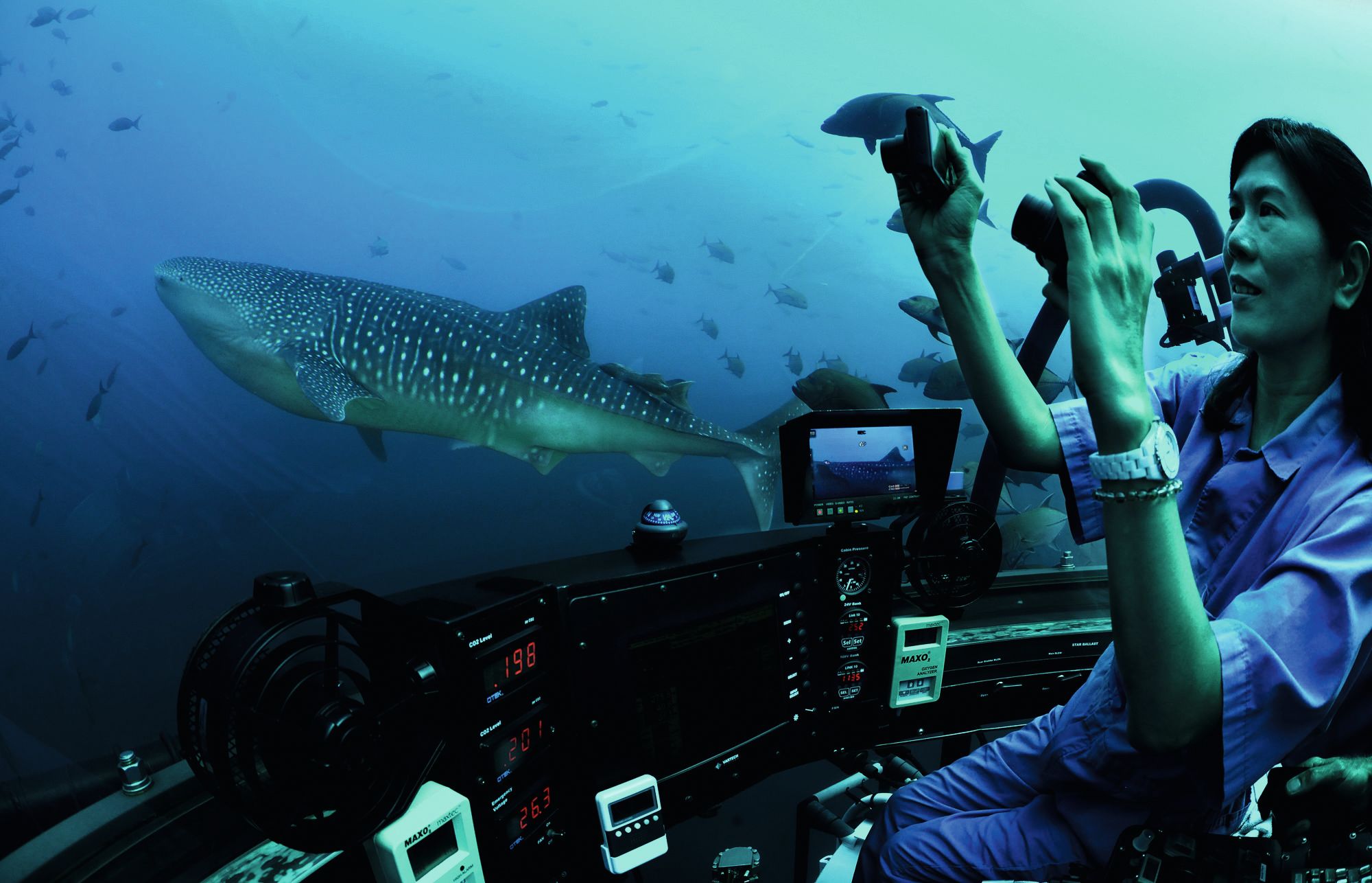 Person in a submersible looking at a shark