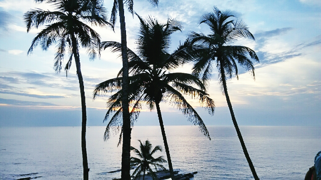 Palms in Goa