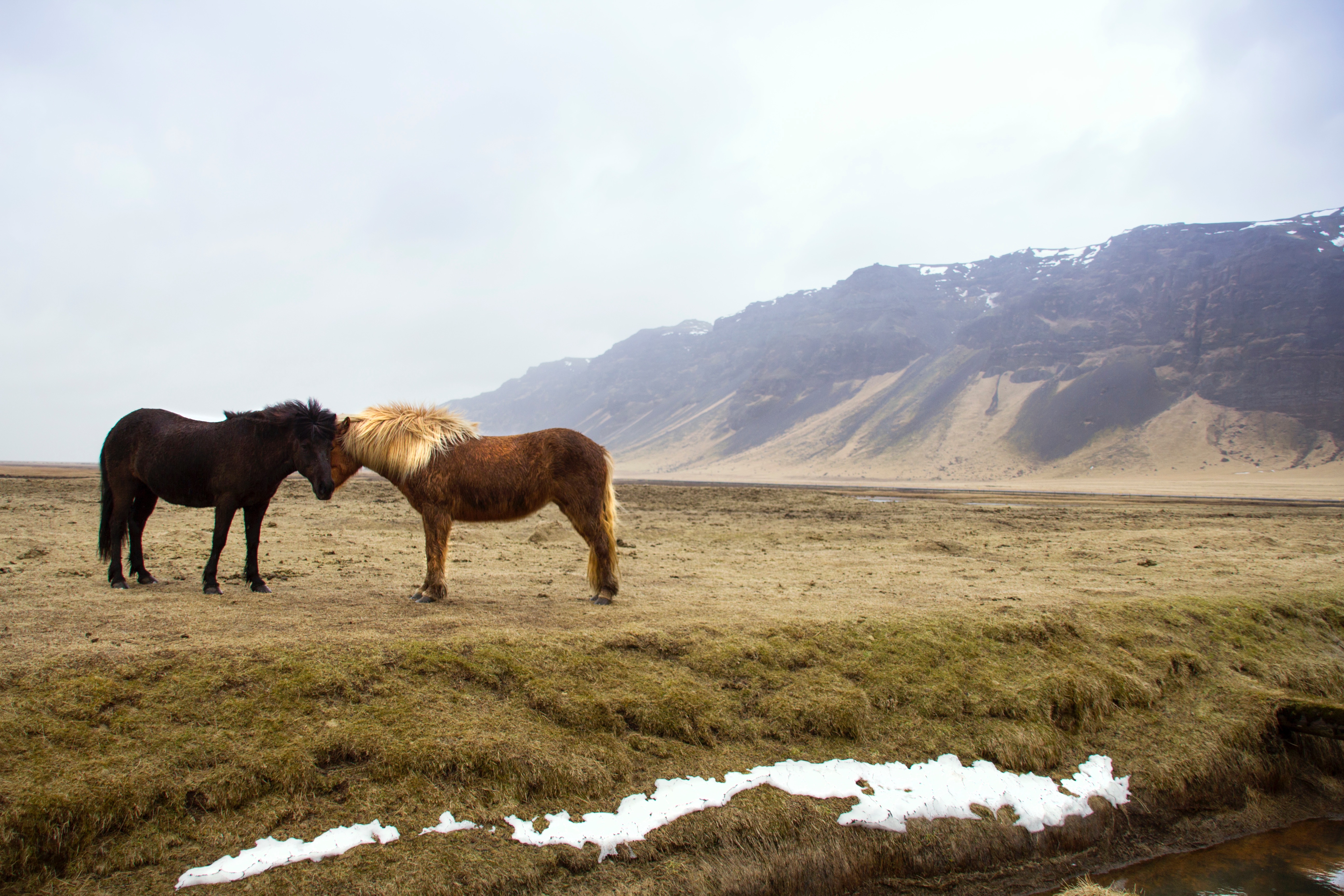 Cute horses in Iceland