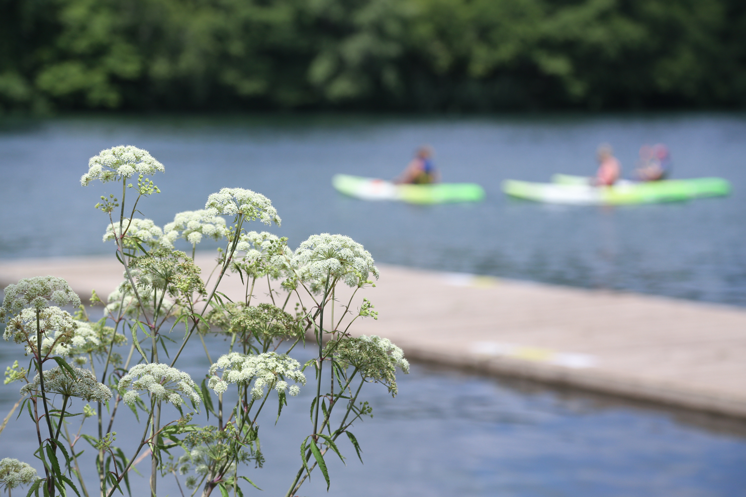 Lady bird lake in austin