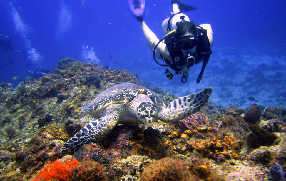 beautiful views when diving