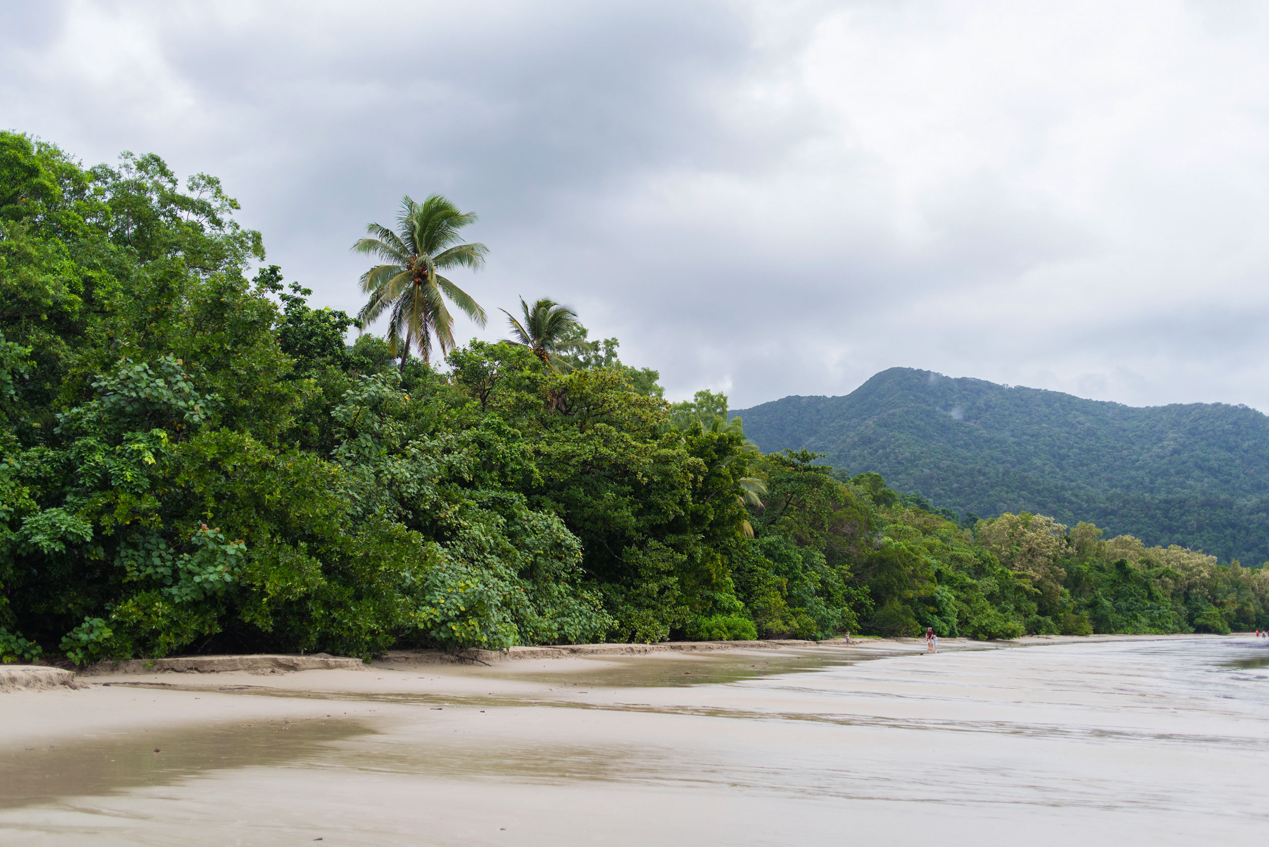 Daintree Rainforest Australia