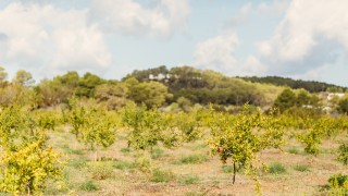 III GINCANA IBIZAPRESERVATION