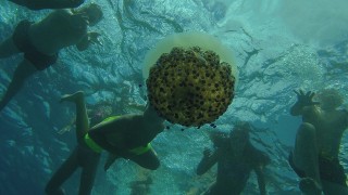 ESCUELA VERANO AZUL 2020