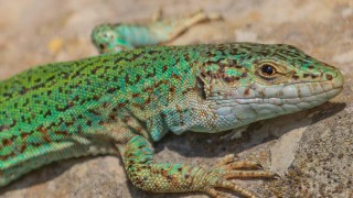 II GINCANA IBIZAPRESERVATION