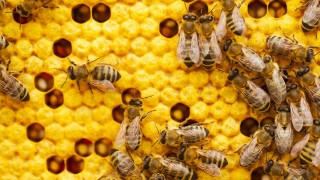 IV GINCANA IBIZAPRESERVATION