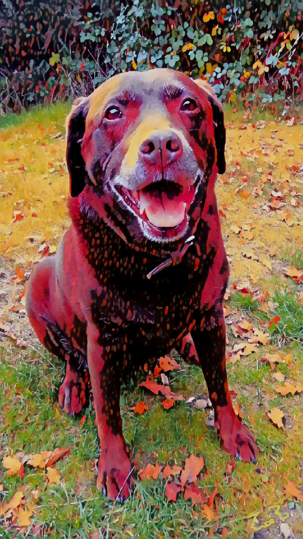 Crazy Pets | esme_copy.jpg
