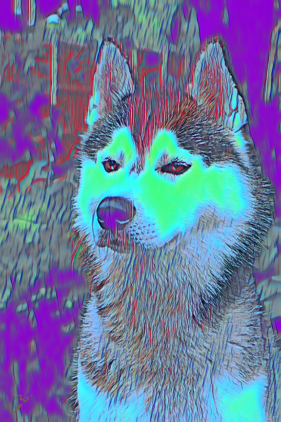 Crazy Pets | budstar_2_copy.jpg