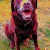 Crazy Pets | esme_copy.jpg