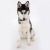 Crazy Pets | roxy_3x3-1.jpg