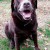 Crazy Pets | esme_copy_1.jpg