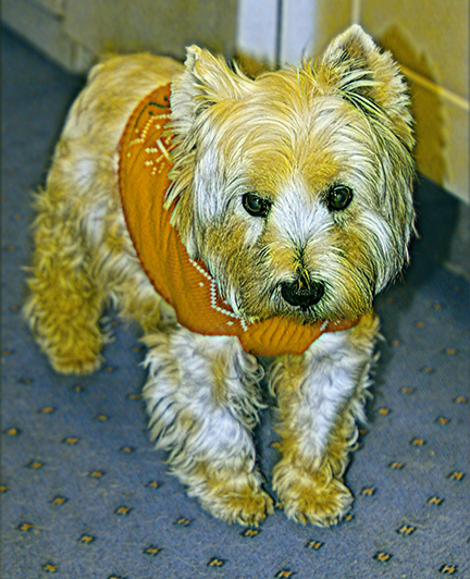 Crazy Pets | sailor_1b.jpg