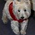 Crazy Pets | sailor_1_(2)a.jpg