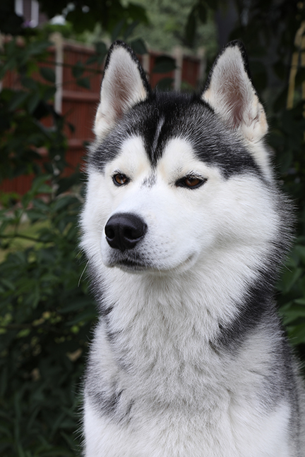 Crazy Pets | budstar_3_copy.jpg