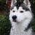 Crazy Pets | budstar_3_copy.jpg
