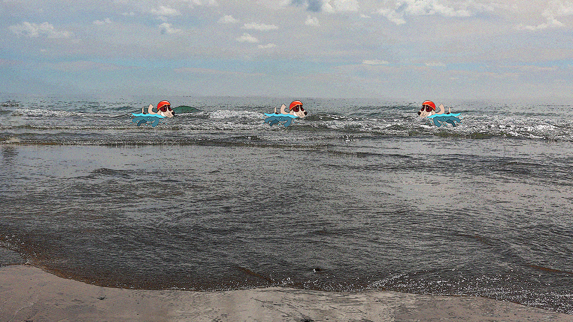 Panoramic Wall Art | dogs_swimming.jpg
