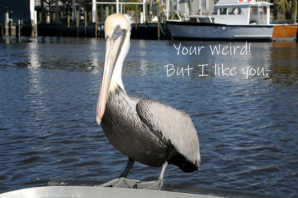 Fun Pictures | pelican_weird.jpg
