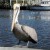 Fun Pictures | pelican_weird.jpg