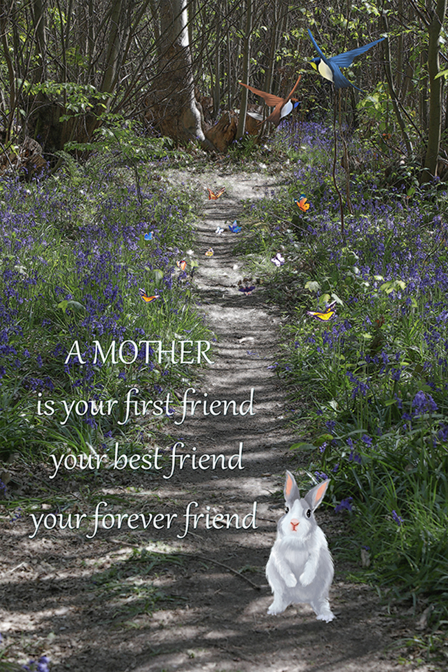 Mothers gifts | bluebell_wood_mum.jpg