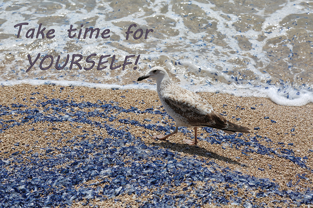 Fun Pictures | seagull_time.jpg