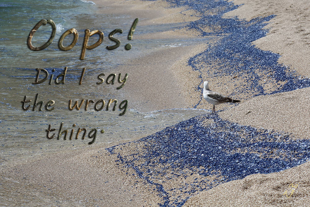 Fun Pictures | seagull_oops.jpg