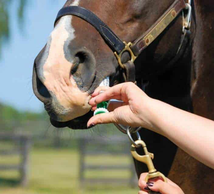 How Do I Worm My Horse?