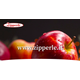 HANS ZIPPERLE - S.P.A. HANS ZIPPERLE - AG