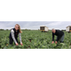 ELSOMS SEEDS LIMITED