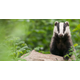 THE FOREST OF MARSTON VALE TRUST