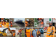 COOMBES FORESTRY LIMITED