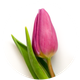 FIORI GABELLA S.R.L.