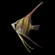 PISCIBER BIO SECURE FISHES SL.