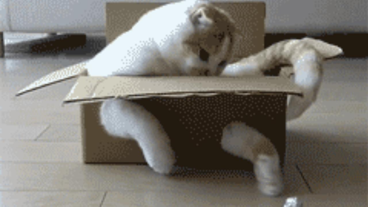 Katzen-GIfs vom Katzenhasser - der WM-kater
