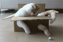 Katzengifs vom KAtzenhasser -der wmkater ani