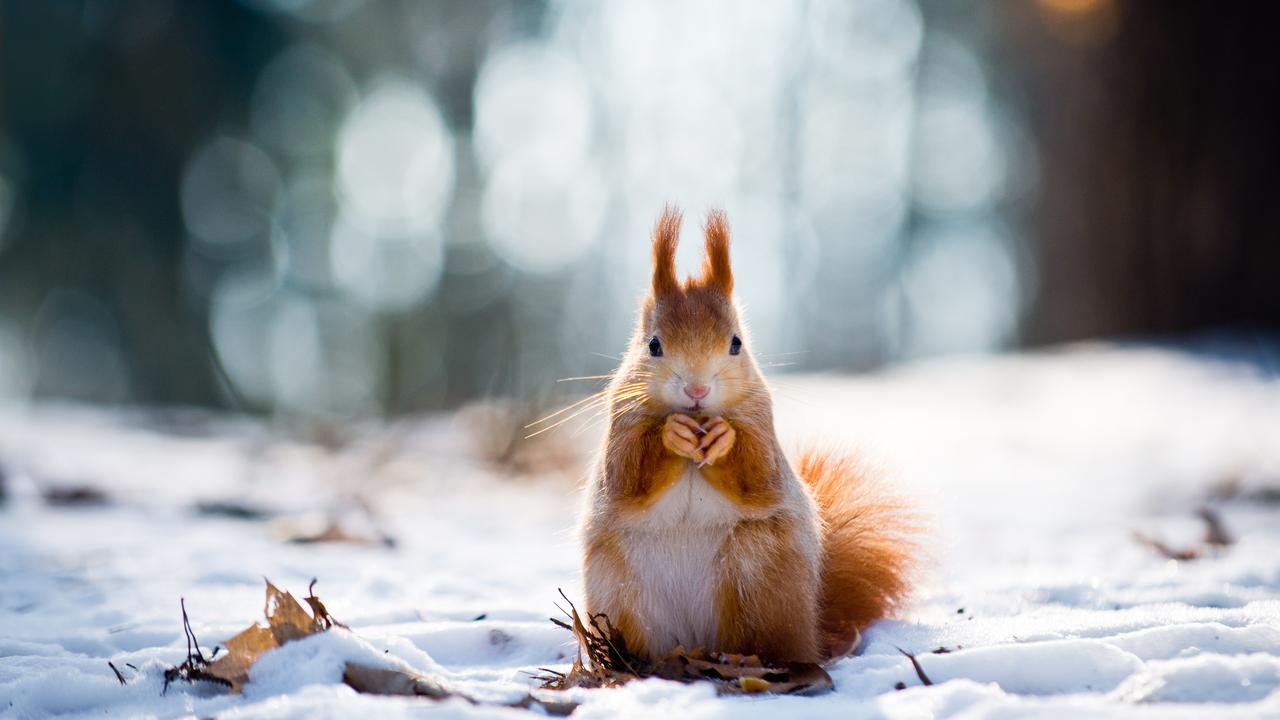 Winter Wonderland Eichhörnchen