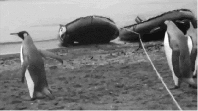 fehlerseite Pinguin Gif