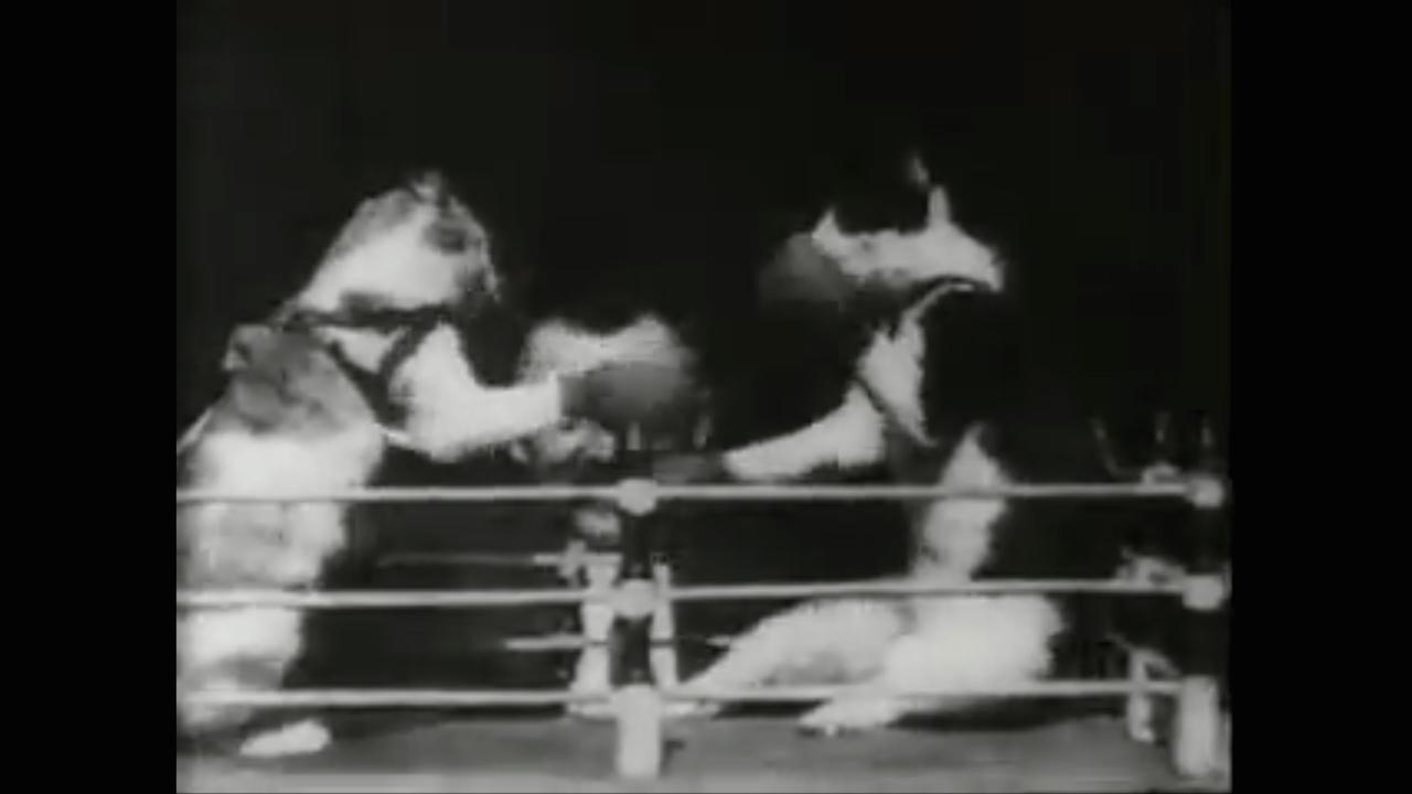 Boxing Cats