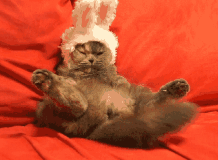 Osterkatze GIF