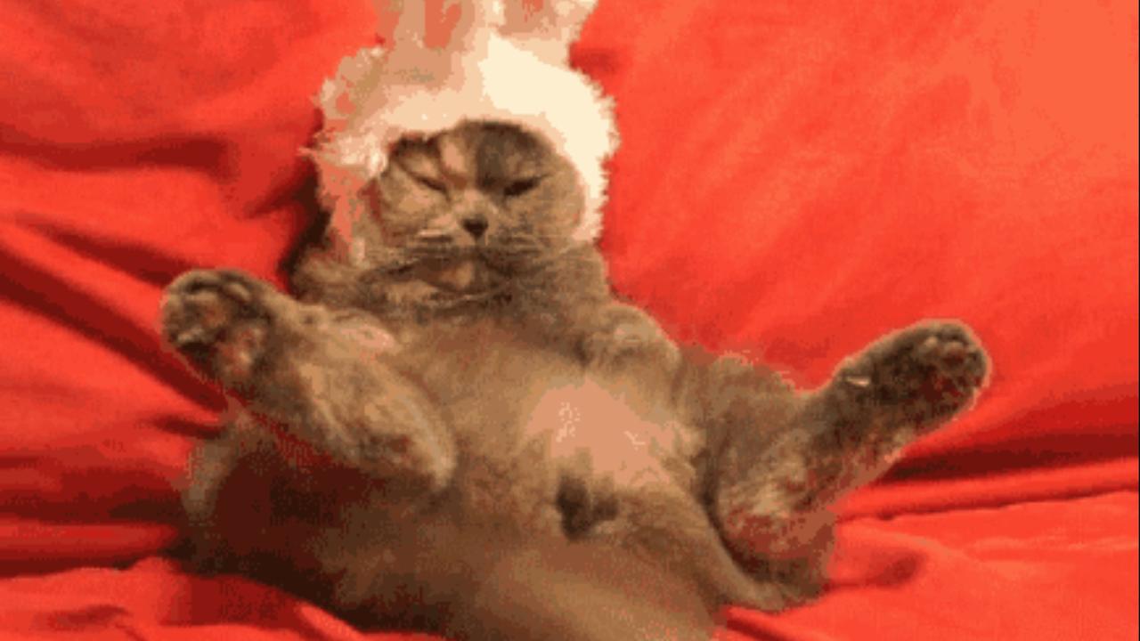 Osterkatze