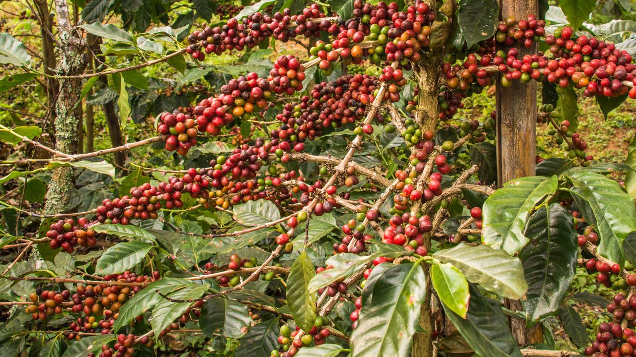 Specialty Coffee