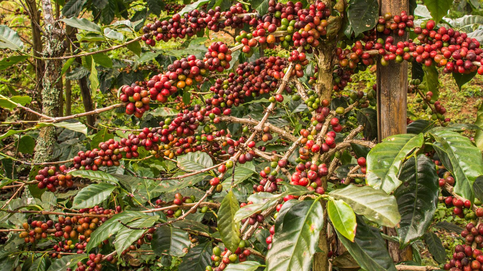 Specialty Coffee