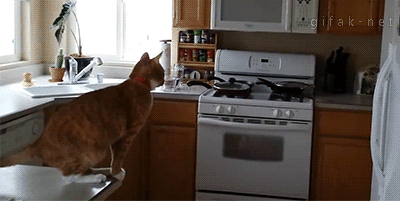Katzen animiert GIF 5