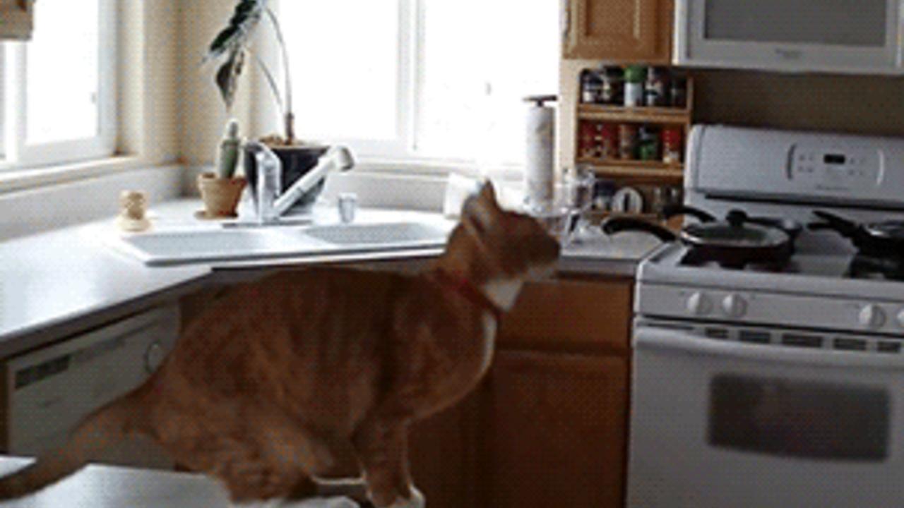 Katzen GIF 5