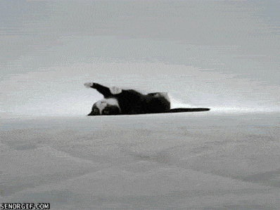Katzen GIF3 ani