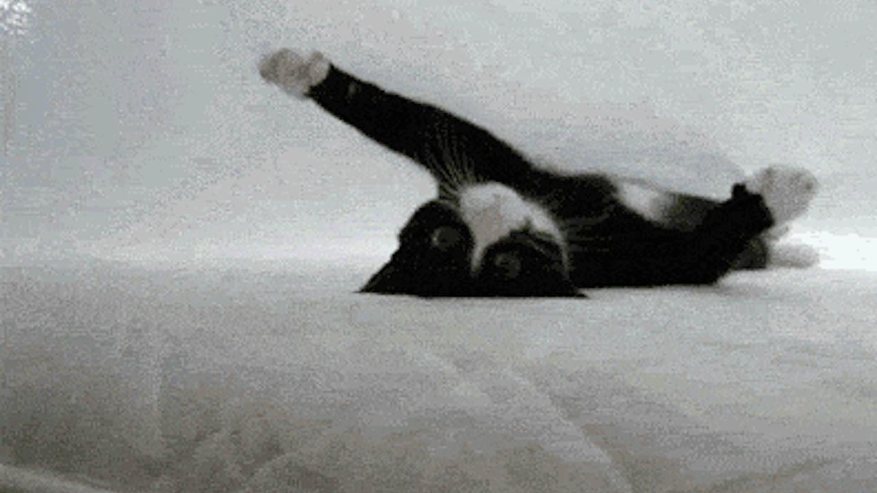 KatzenGIF3