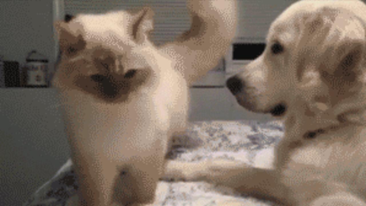 Katzen GIF Golden Retriever