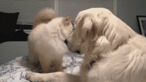 Katzen GIF Golden Retriever
